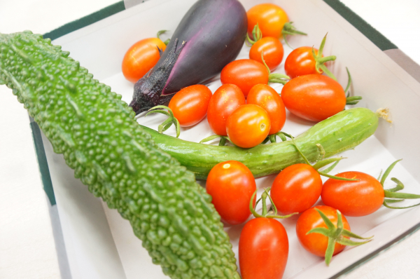 年長さんの夏野菜